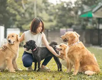 pets care
god on top
pets knowlegde
pets
dog