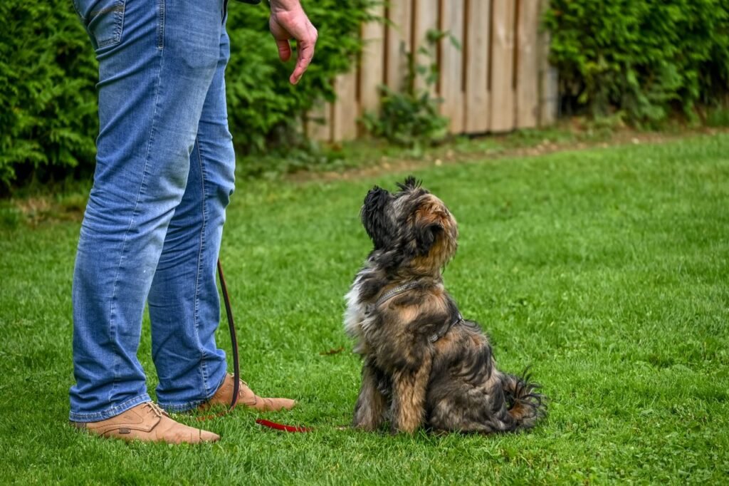 How to Train a Dog A Tibetan Terrier dog sitting attentively for training in a backyard setting.